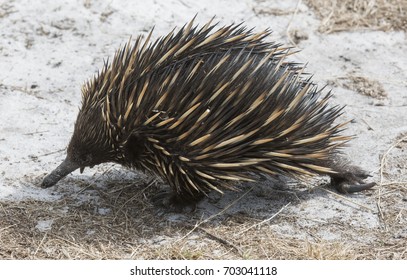  Echidna Or Spiny  Anteater, Queensland,Australia.