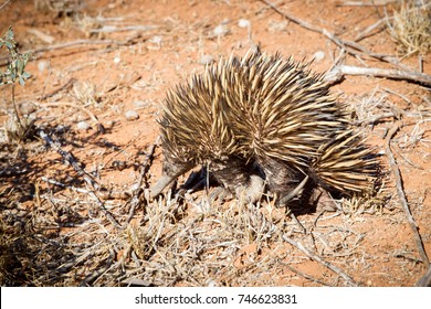 Echidna ( Tachyglossidae ) At  Cape Range National Park, Exmount - Western Australia