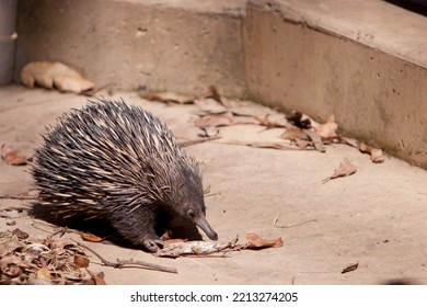 Echidna, The Unique Animal In Australia