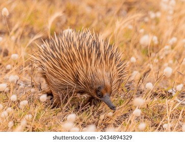 Echidna walking from the left to right looking for ants. 