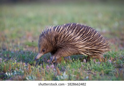 Echidna In A Wild In Australia