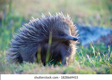 Echidna In A Wild In Australia