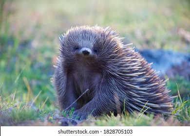 Echidna In A Wild In Australia