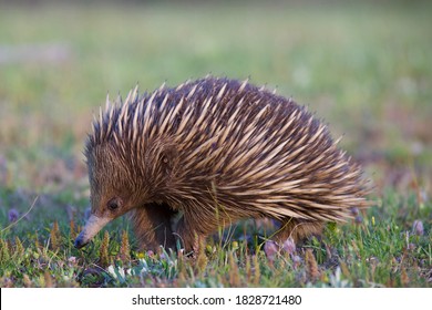 Echidna In A Wild In Australia