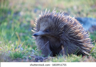 Echidna In A Wild In Australia