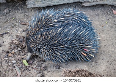 Echidna Zoo Queensland Stock Photo 1546070261 | Shutterstock