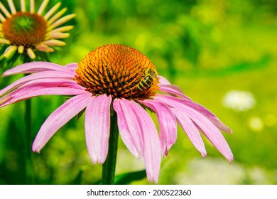 Echinacea