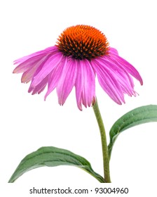 Echinacea