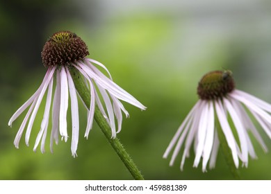 Echinacea Angustifolia