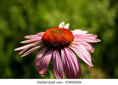 Echinacea Angustifolia