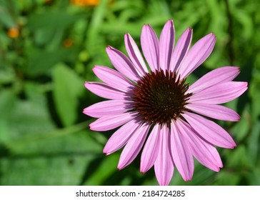 Echinacea Angustifolia Blooming In The Garden