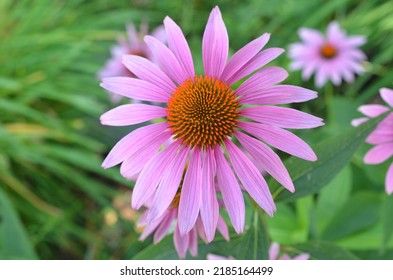 Echinacea Angustifolia Blooming In The Garden