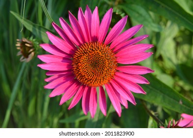 An Echinacea Angustifolia Flower Blooming