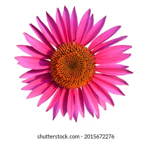 An Echinacea Angustifolia Flower Blooming