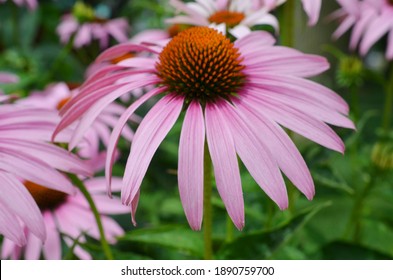 Echinacea Angustifolia In The Garden