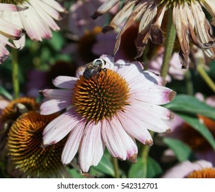Echinacea and Bee