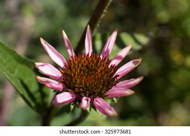Echinacea in Bloom
