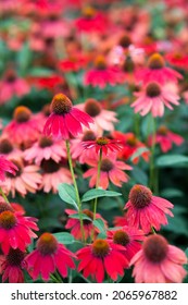 Echinacea blooming redconeflower for insect and Bee Friendly garden