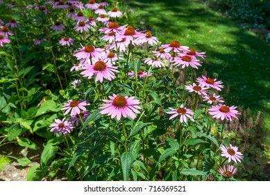Echinacea, chamomile

