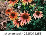 Echinacea ‘Cheyenne Spirit’ - Cheyenne Spirit Coneflower in Bloom