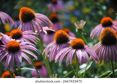 Echinacea coneflower in bloom in garden with  bokeh background - Powered by Shutterstock