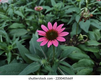 Echinacea or coneflower is a genus of flowering and herbaceous plants belonging to the family Asteraceae - Shutterstock ID 2200405669