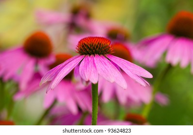 Echinacea Flower