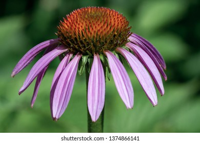 Echinacea Flower Closeup