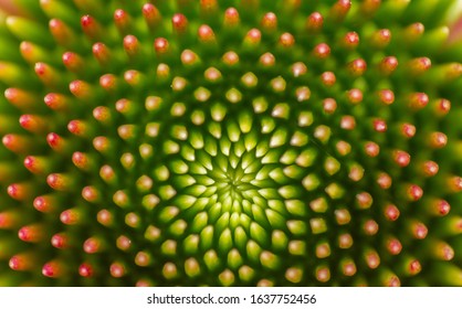 Echinacea Flower Close-up In Macro
