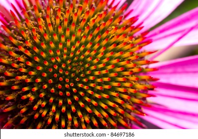 Echinacea Flower, Macro Shot