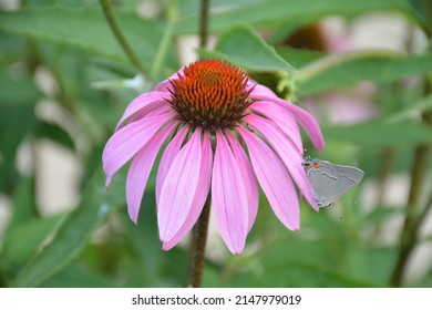 Echinacea Flower Purple Coneflower Asteraceae