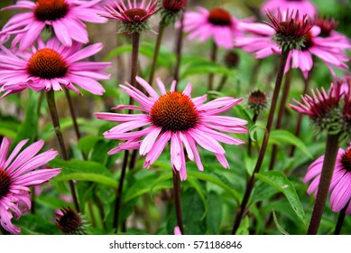 Echinacea Flowers