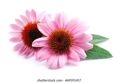 Echinacea flowers close up isolated on white backgrounds. Medicinal plant.