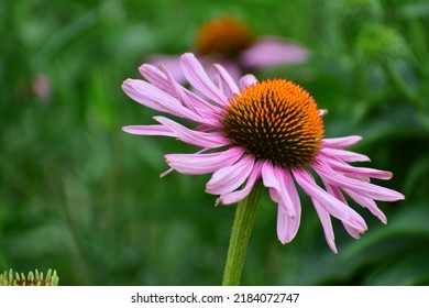 Echinacea Flowers In A Field. Flower Bud Close-up. Mauve Flower With A Small Star-shaped Centre. Beautiful Bokeh. Blurred Background, No People. Nature Background. Field With Flowers