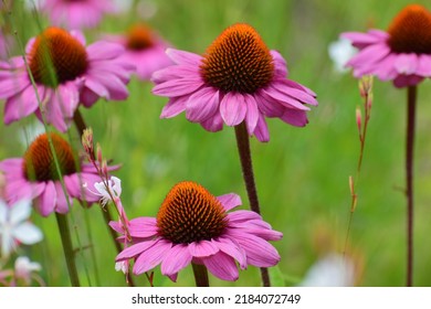 Echinacea Flowers In A Field. Flower Bud Close-up. Mauve Flower With A Small Star-shaped Centre. Beautiful Bokeh. Blurred Background, No People. Nature Background. Field With Flowers