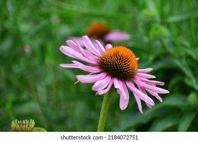 Echinacea Flowers In A Field. Flower Bud Close-up. Mauve Flower With A Small Star-shaped Centre. Beautiful Bokeh. Blurred Background, No People. Nature Background. Field With Flowers