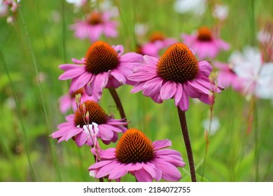 Echinacea Flowers In A Field. Flower Bud Close-up. Mauve Flower With A Small Star-shaped Centre. Beautiful Bokeh. Blurred Background, No People. Nature Background. Field With Flowers