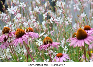 Echinacea Flowers In A Field. Flower Bud Close-up. Mauve Flower With A Small Star-shaped Centre. Beautiful Bokeh. Blurred Background, No People. Nature Background. Field With Flowers