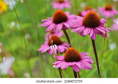 Echinacea Flowers In A Field. Flower Bud Close-up. Mauve Flower With A Small Star-shaped Centre. Beautiful Bokeh. Blurred Background, No People. Nature Background. Field With Flowers