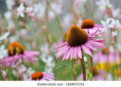 Echinacea Flowers In A Field. Flower Bud Close-up. Mauve Flower With A Small Star-shaped Centre. Beautiful Bokeh. Blurred Background, No People. Nature Background. Field With Flowers