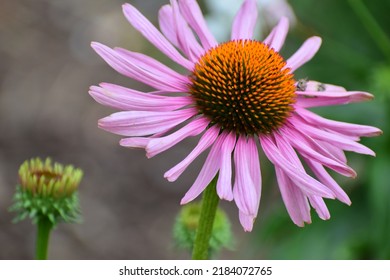 Echinacea Flowers In A Field. Flower Bud Close-up. Mauve Flower With A Small Star-shaped Centre. Beautiful Bokeh. Blurred Background, No People. Nature Background. Field With Flowers