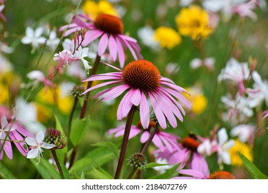 Echinacea Flowers In A Field. Flower Bud Close-up. Mauve Flower With A Small Star-shaped Centre. Beautiful Bokeh. Blurred Background, No People. Nature Background. Field With Flowers