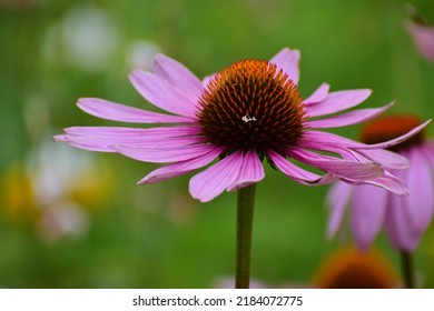 Echinacea Flowers In A Field. Flower Bud Close-up. Mauve Flower With A Small Star-shaped Centre. Beautiful Bokeh. Blurred Background, No People. Nature Background. Field With Flowers