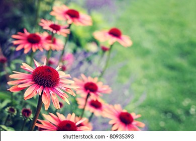 Echinacea-Blumen im Garten - Blumen und Pflanzen