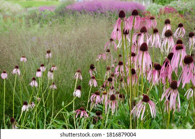 Echinacea pallida in natural perennial garden - Shutterstock ID 1816879004