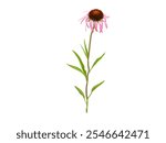 Echinacea pallida | Pale Purple Coneflower | Native North American Prairie Wildflower Isolated on White Background