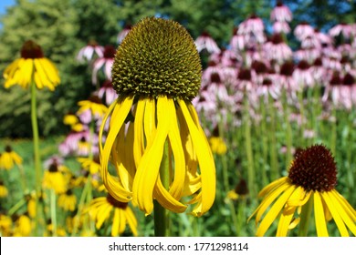 Echinacea Paradoxa, The Bright Yellow Coneflower Macro.