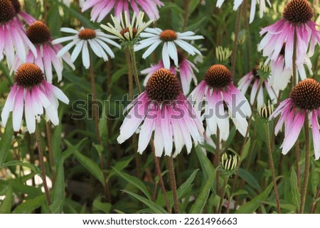 Echinacea Pretty Parasol in plants and perennials