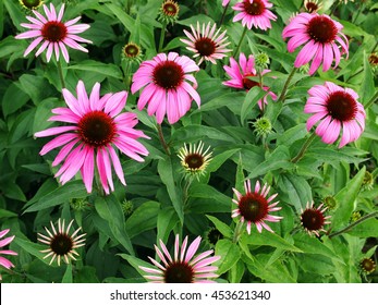 Echinacea Purpurea