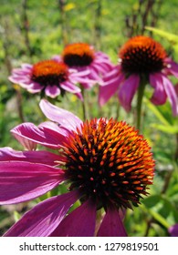 Echinacea Purpurea, Close Look To Pseudanthium